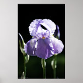 Paarse Iris 8393 Afdrukken Poster (Voorkant)