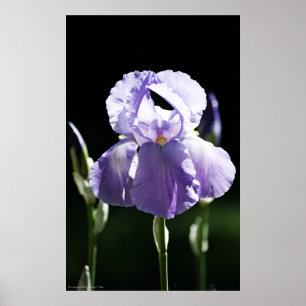 Paarse Iris 8393 Afdrukken Poster