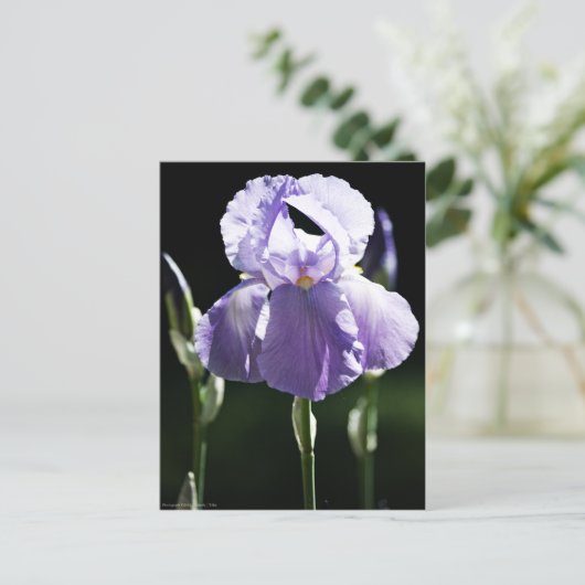 Paarse Iris 8393 Briefkaart (Staand voorkant)