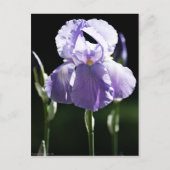 Paarse Iris 8393 Briefkaart (Voorkant)
