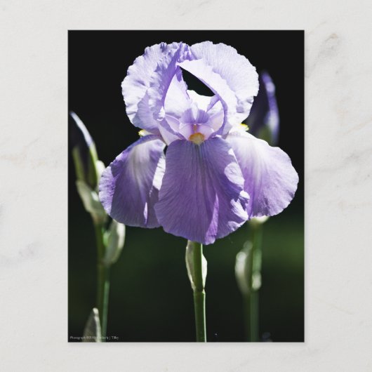 Paarse Iris 8393 Briefkaart (Voorkant)
