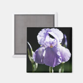 Paarse Iris 8393 Magnet (Voorkant / Achterkant)