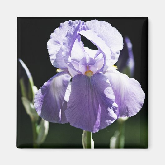 Paarse Iris 8393 Magnet (Voorkant)