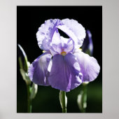 Paarse Iris 8393 Print (Voorkant)