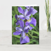 Paarse Iris