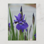 Paarse Iris Bloem Botanische Fotografische Briefkaart (Voorkant)