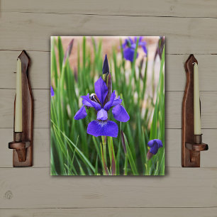 Paarse Iris Bloem Botanische Fotografische Kunst Canvas Afdruk
