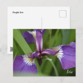 Paarse iris bloem briefkaart (Voorkant / Achterkant)