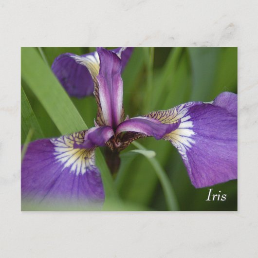 Paarse iris bloem briefkaart (Voorkant)