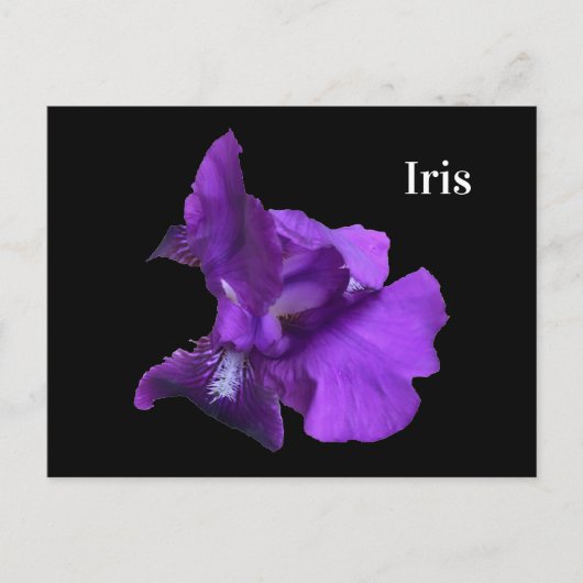 Paarse Iris Bloem Briefkaart (Voorkant)