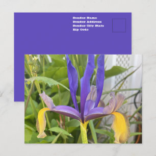 Paarse Iris Bloem Buiten Tuin Natuur Foto Briefkaart