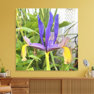 Paarse Iris Bloem Buiten Tuin Natuur Foto Canvas Afdruk