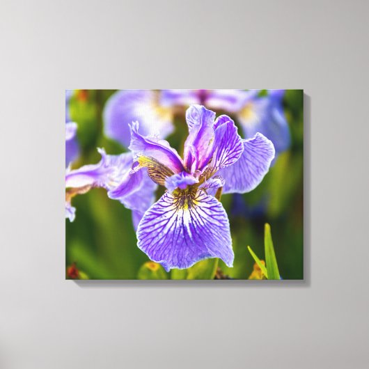 Paarse Iris Bloem Canvas Afdruk (Voorkant)