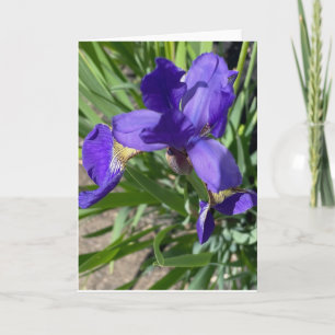 Paarse Iris Bloem Foto Afdruk Kaart