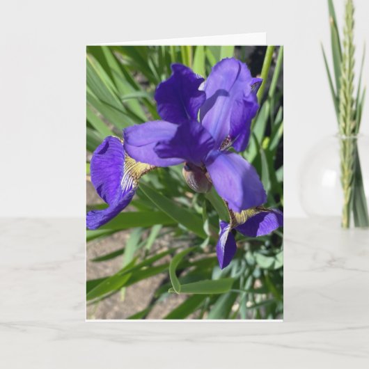 Paarse Iris Bloem Foto Afdruk Kaart (Voorkant)