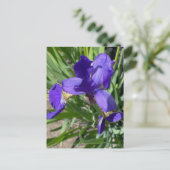 Paarse Iris Bloem Foto  Briefkaart (Staand voorkant)