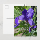 Paarse Iris Bloem Foto  Briefkaart (Voorkant / Achterkant)