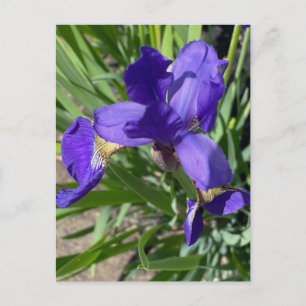 Paarse Iris Bloem Foto Briefkaart