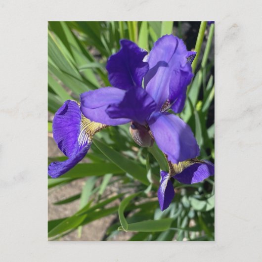 Paarse Iris Bloem Foto  Briefkaart (Voorkant)