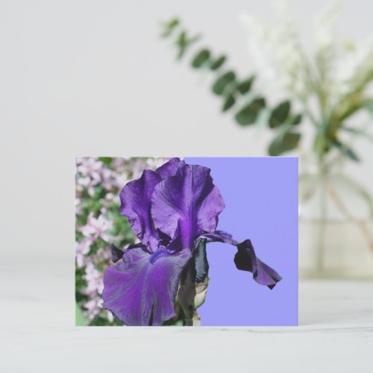 Paarse iris bloem foto Briefkaart (Staand voorkant)