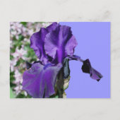 Paarse iris bloem foto Briefkaart (Voorkant)
