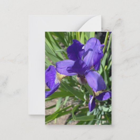 Paarse Iris Bloem Foto Notitiekaartje (Voorkant)