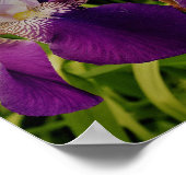 Paarse iris bloem foto waarde Poster papier (Hoek)