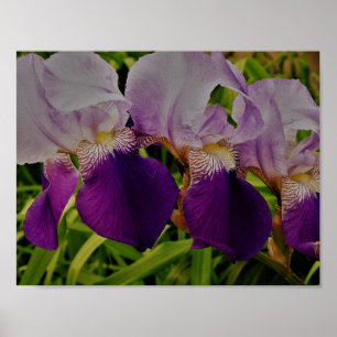 Paarse iris bloem foto waarde Poster papier