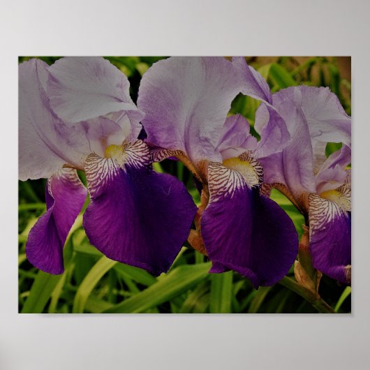 Paarse iris bloem foto waarde Poster papier (Voorkant)