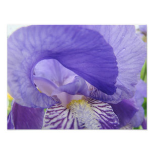 Paarse Iris Bloem Fotografie kunstprints Bloemstuk Foto Afdruk