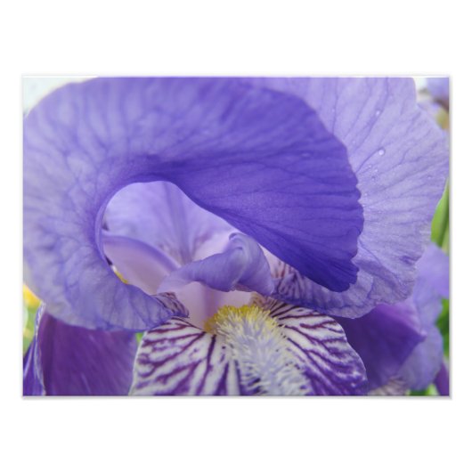 Paarse Iris Bloem Fotografie kunstprints Bloemstuk Foto Afdruk (Voorkant)