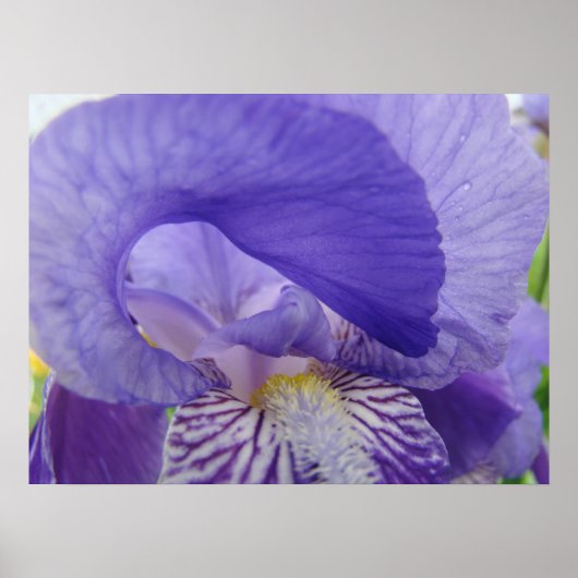 Paarse Iris Bloem kunstposter Bloemennatuurprints Poster (Voorkant)