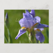 Paarse Iris Bloem (mijn fotografie) Briefkaart (Voorkant)
