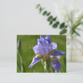Paarse Iris Bloem (mijn fotografie) Briefkaart (Staand voorkant)