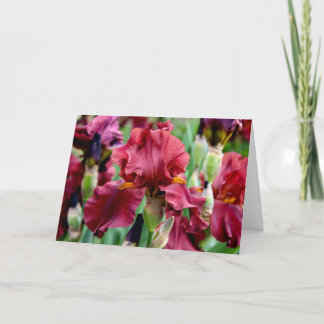 Paarse Iris Bloem Wenskaart (Blank Binnenkant) Kaart