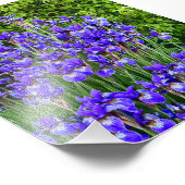 Paarse iris bloemen bij de stoep foto afdruk (Hoek)