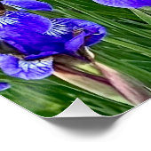 Paarse iris bloemen bij de stoep perfect poster (Hoek)