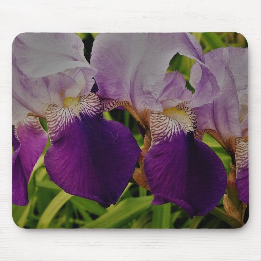 Paarse iris bloemen foto Mousepad Muismat (Voorkant)