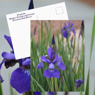 Paarse Iris Botanische Bloem Fotografisch Briefkaart
