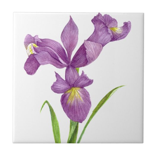 Paarse Iris Botanische Floral Art Tegeltje (Voorkant)