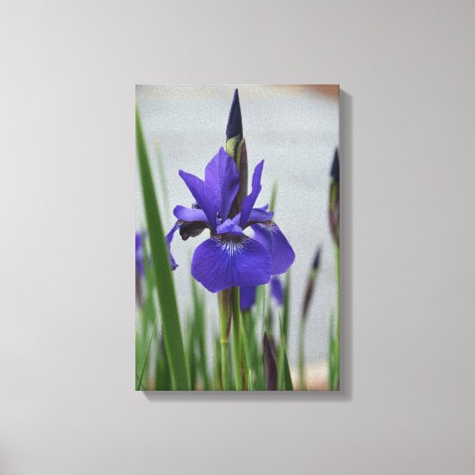 Paarse Iris Botanische Fotografische Bloemstukken Canvas Afdruk (Voorkant)