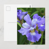 Paarse iris briefkaart (Voorkant / Achterkant)