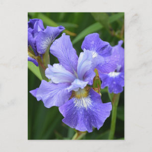 Paarse iris briefkaart
