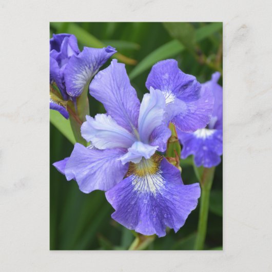 Paarse iris briefkaart (Voorkant)