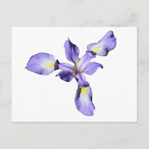 Paarse Iris Briefkaart
