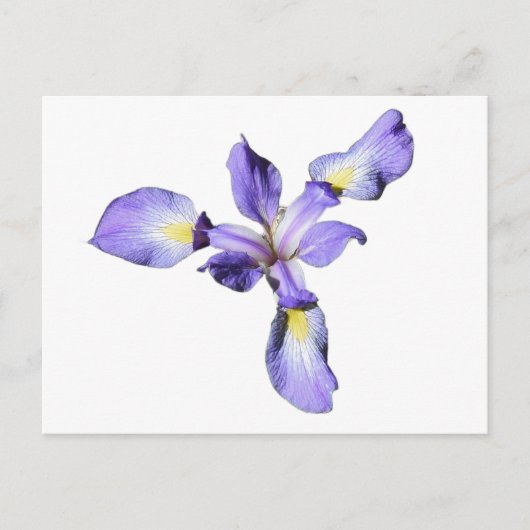 Paarse Iris Briefkaart (Voorkant)