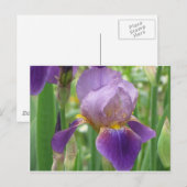 Paarse Iris Briefkaart (Voorkant / Achterkant)