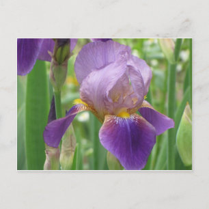 Paarse Iris Briefkaart