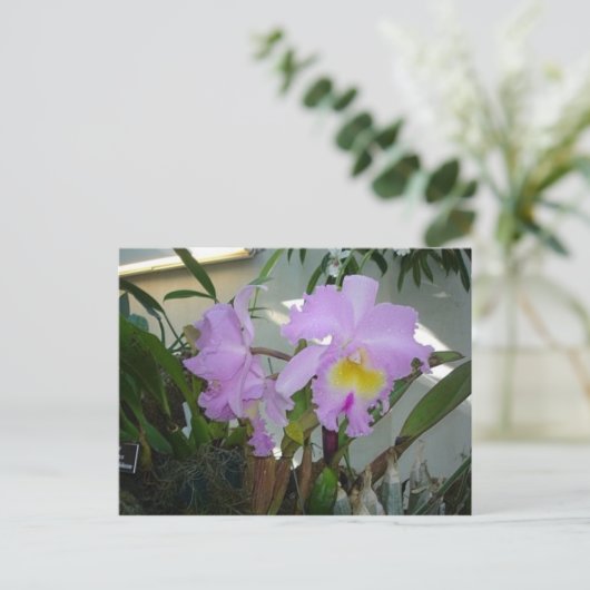 Paarse Iris Briefkaart (Staand voorkant)