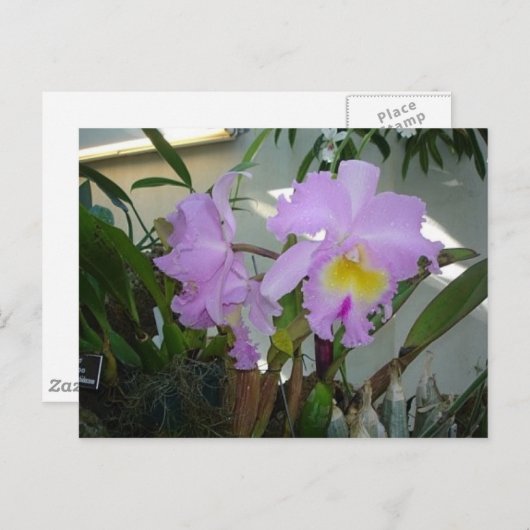 Paarse Iris Briefkaart (Voorkant / Achterkant)